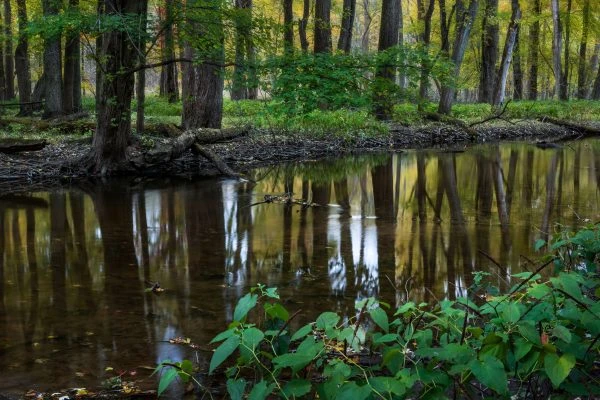 Photo of Lloyd W. Bender Memorial Forest