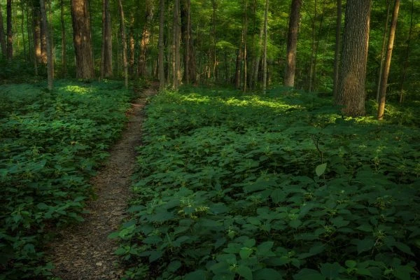Photo of McNabb-Walter Nature Preserve