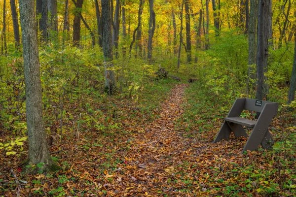 Photo of Marion’s Woods