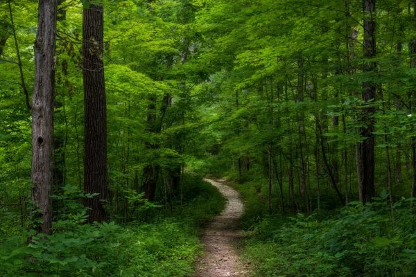 Photo of Pehkokia Woods