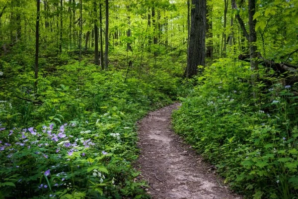 Photo of Edna W. Spurgeon Woodland Reserve