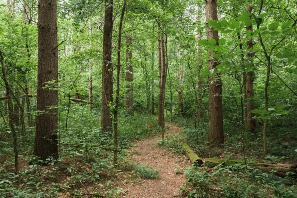 Photo of Ruth Kern Woodland Preserve