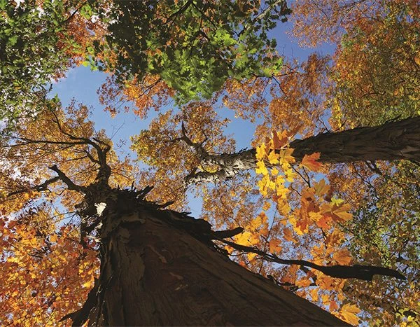 Anna Brand Hammer Reserve