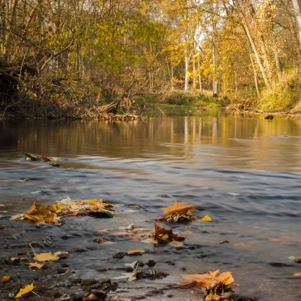 Fall colors and gently flowing water flow next to James P. Covell Nature Preserve.