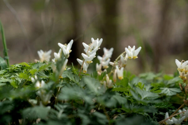 Photo of Heinzerling Family Five Points Nature Preserve