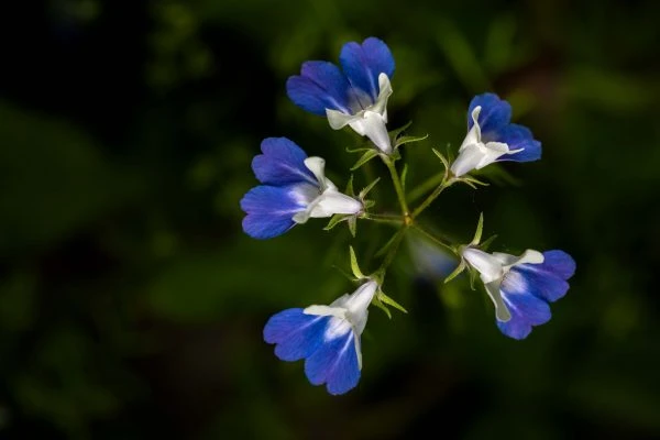 Photo of Evelyn and Wendell Dygert Nature Preserve