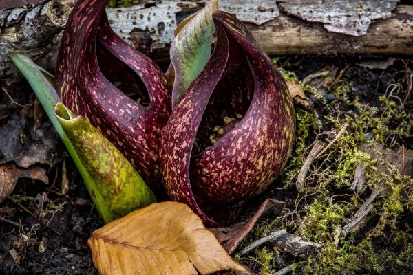 Photo of Spring Lake Woods and Bog