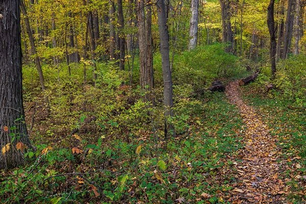An autumnal forest with dirt trail cutting through it.