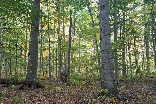Tall trees at John Cring Memorial Forest