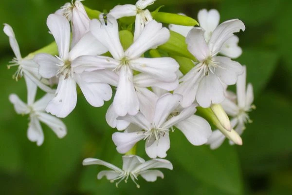 flowers at Ropchan Memorial