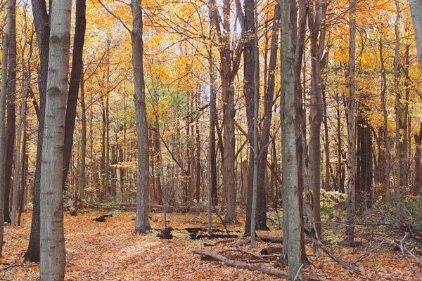 Edna Spurgeon Woodland Reserve in autumn