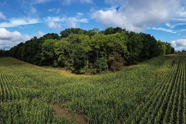 aerial view of a cornfield against a group of trees