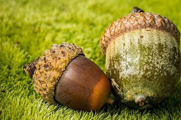 a close-up of two acorns leaning against each other on the grass