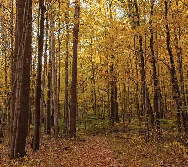 Serene walking trail at ACRES Land Trust preserve