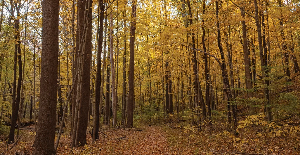 Serene walking trail at ACRES Land Trust preserve