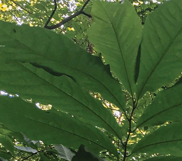 Pawpaw leaves at Lloyd W. Bender Memorial Forest