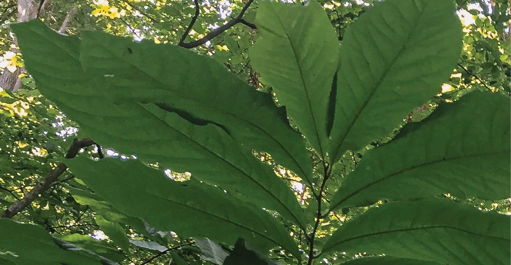 Pawpaw leaves at Lloyd W. Bender Memorial Forest