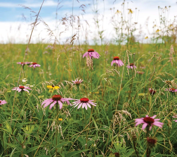 wildflowers blooming at Wildwood nature preserve