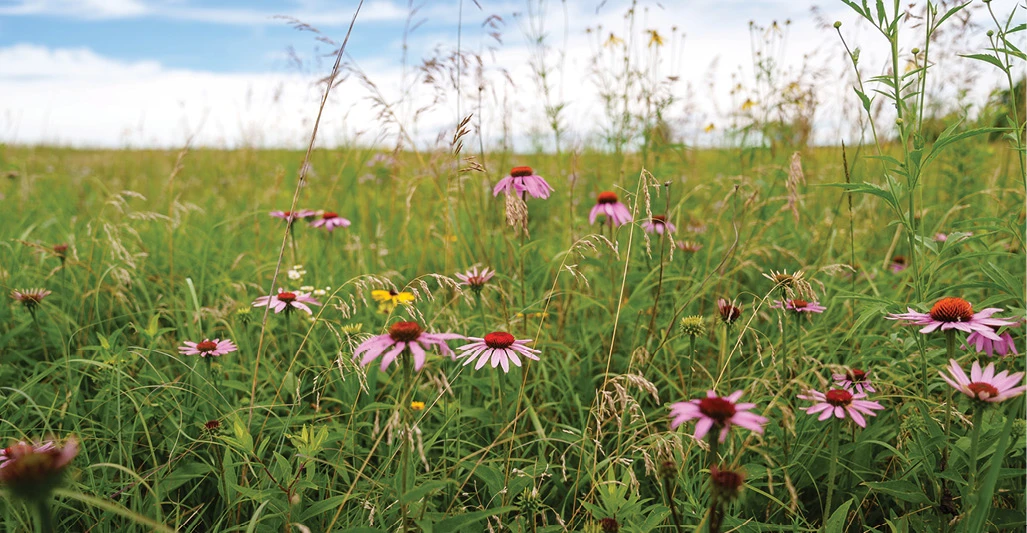wildflowers blooming at Wildwood nature preserve