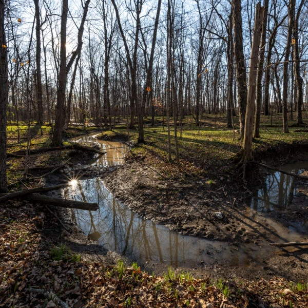 Water flowing through the woods at Thoreau Wildlife Reserve