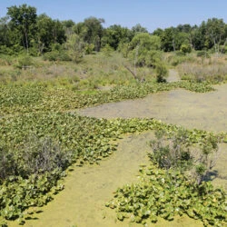 Wetland at the Leatherman Family Natural Area in Albion, Indiana