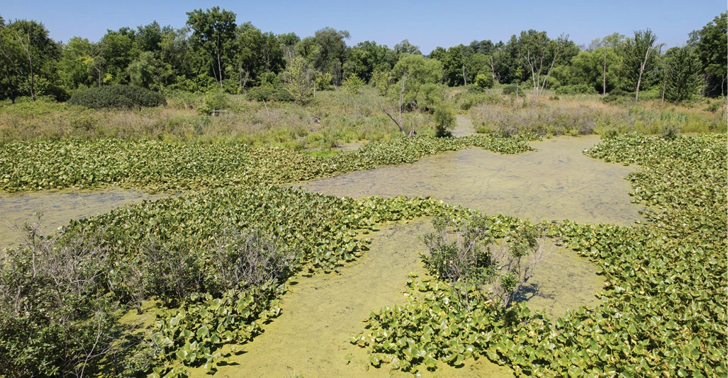 Wetland at the Leatherman Family Natural Area in Albion, Indiana