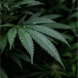 High Potency THC and its Impact on the Developing Brain