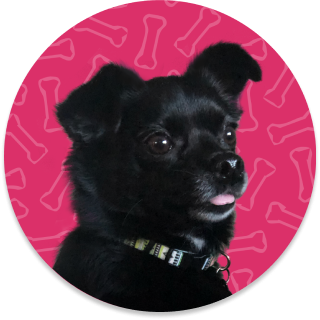 Ellipse 4 dog