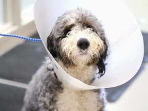 surgery -1