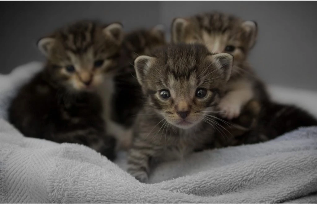group of kittens in blanket