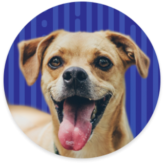 dog with tongue sticking out