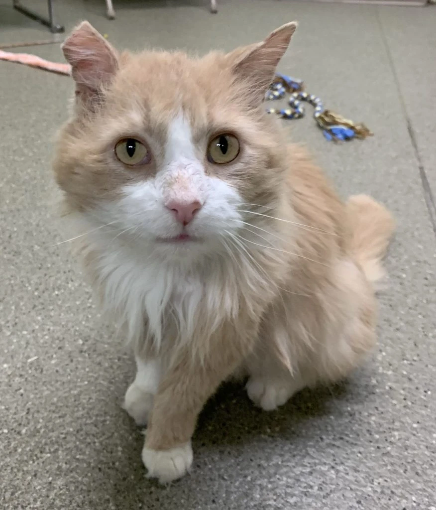 Adam, The Life Of The Paw-ty