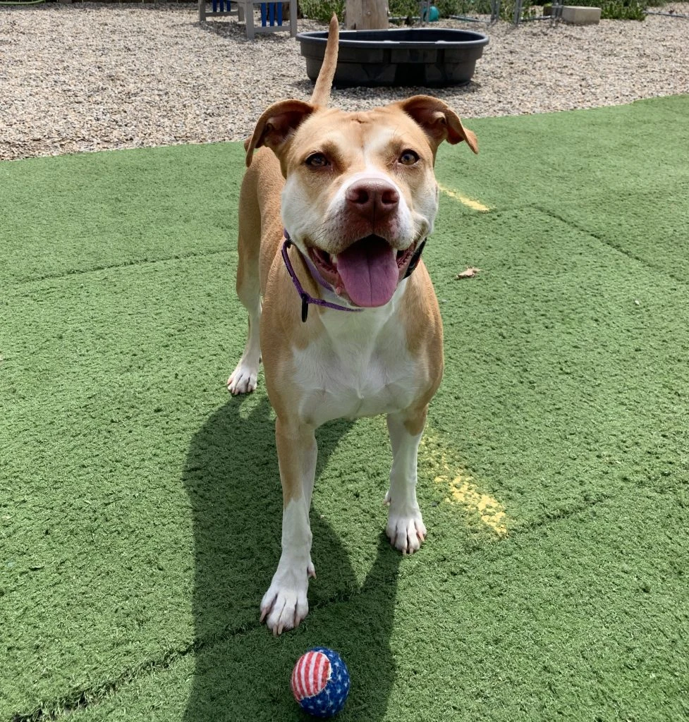 Let's Play Ball, Gratia!