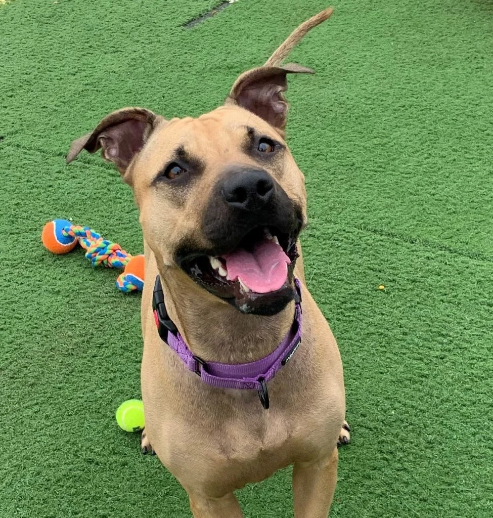 Plio Is A People Pup!