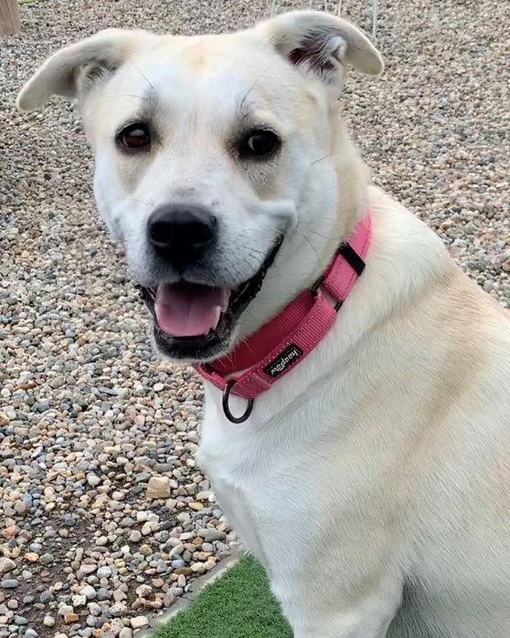 Don't Delay - Adopt Kataleya Today!