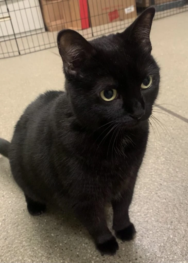 Never Let Depeche Meow Down Again!