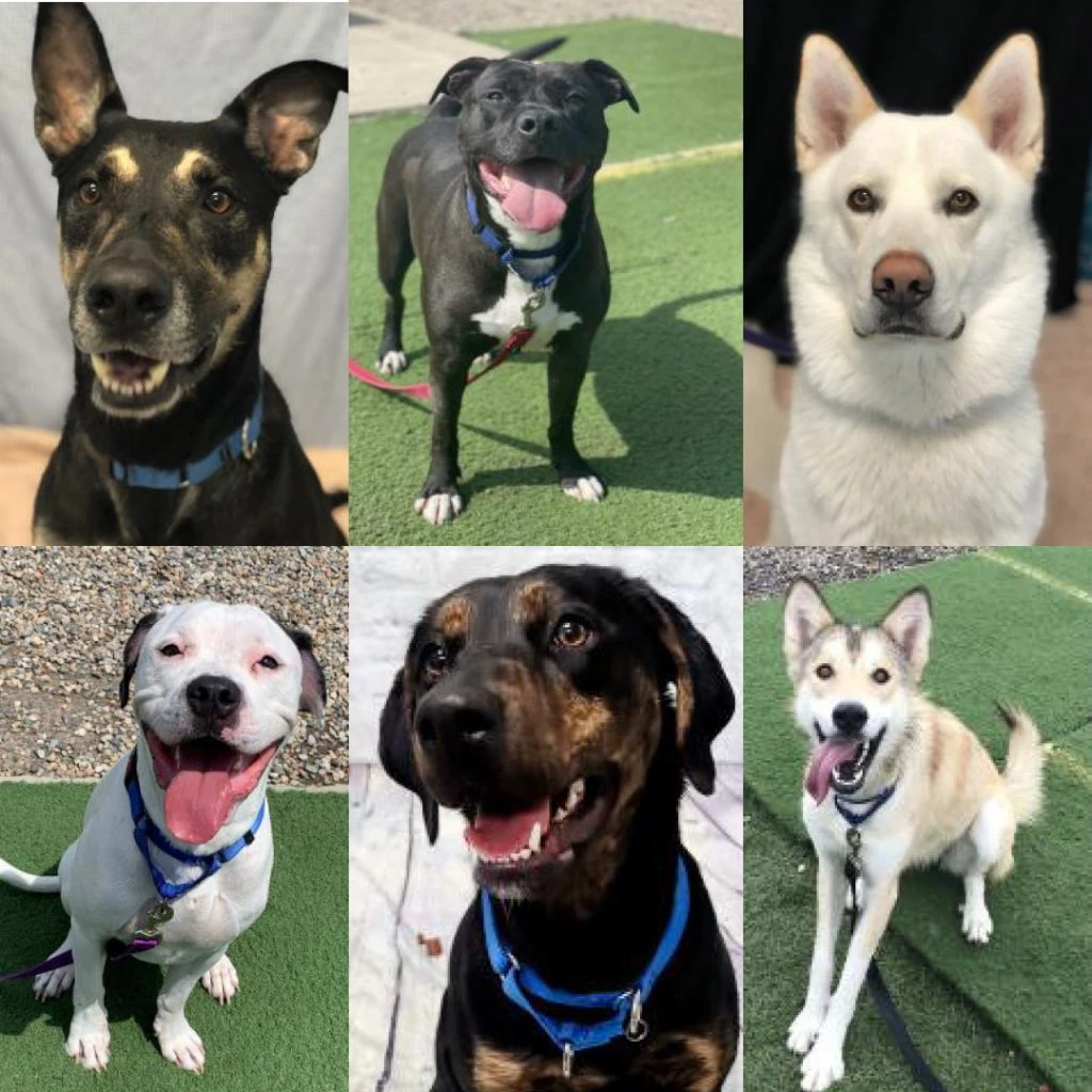 Adopt Or Foster To Save Lives!