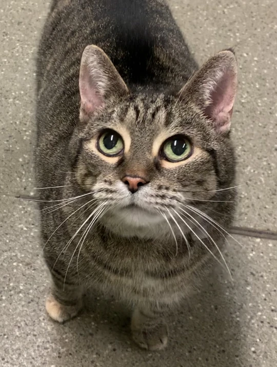 Adopt Nellie Oleson To Give Her A Little House Of Her Own!