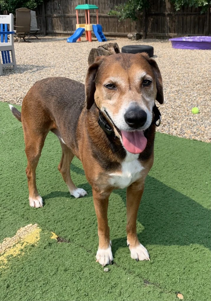 Tibbs, The Right Hound Man!