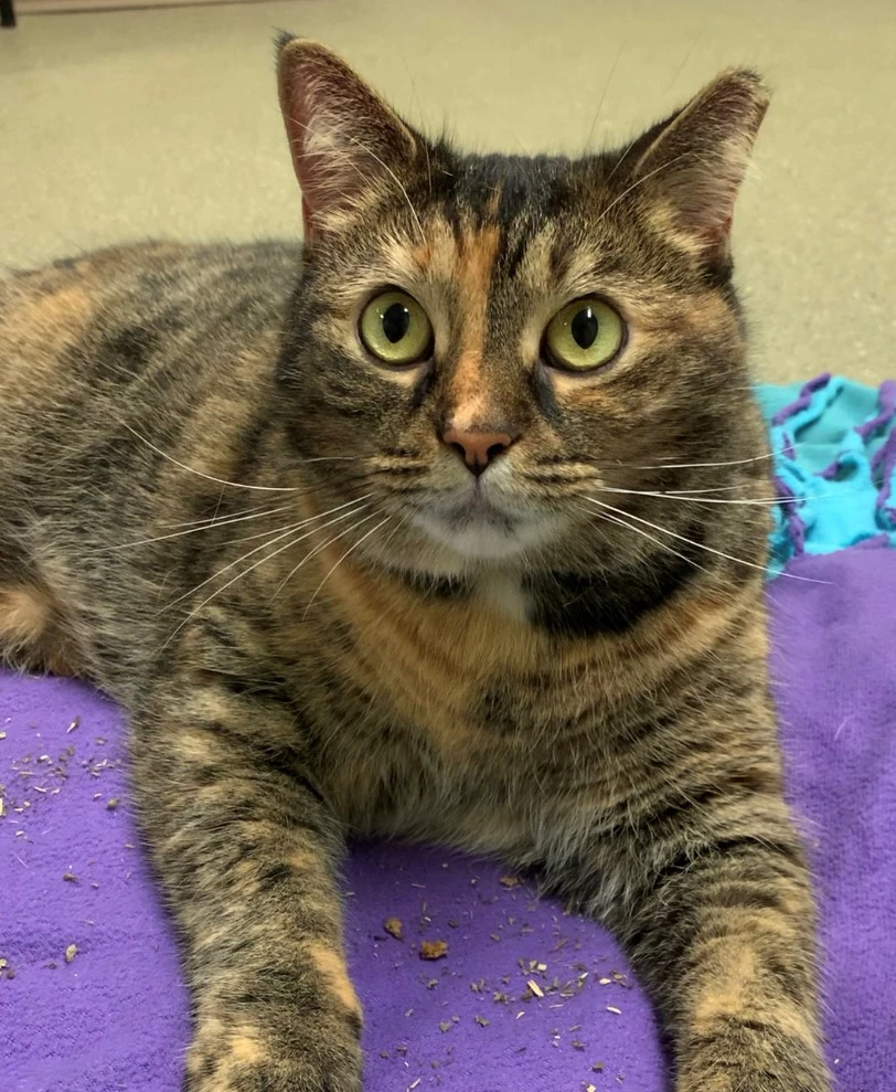 Introducing Mary J. Blige the Superstar!