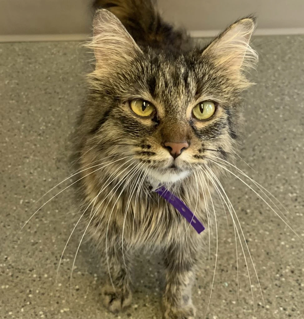 Kittiwake Is A True Family Kitty!