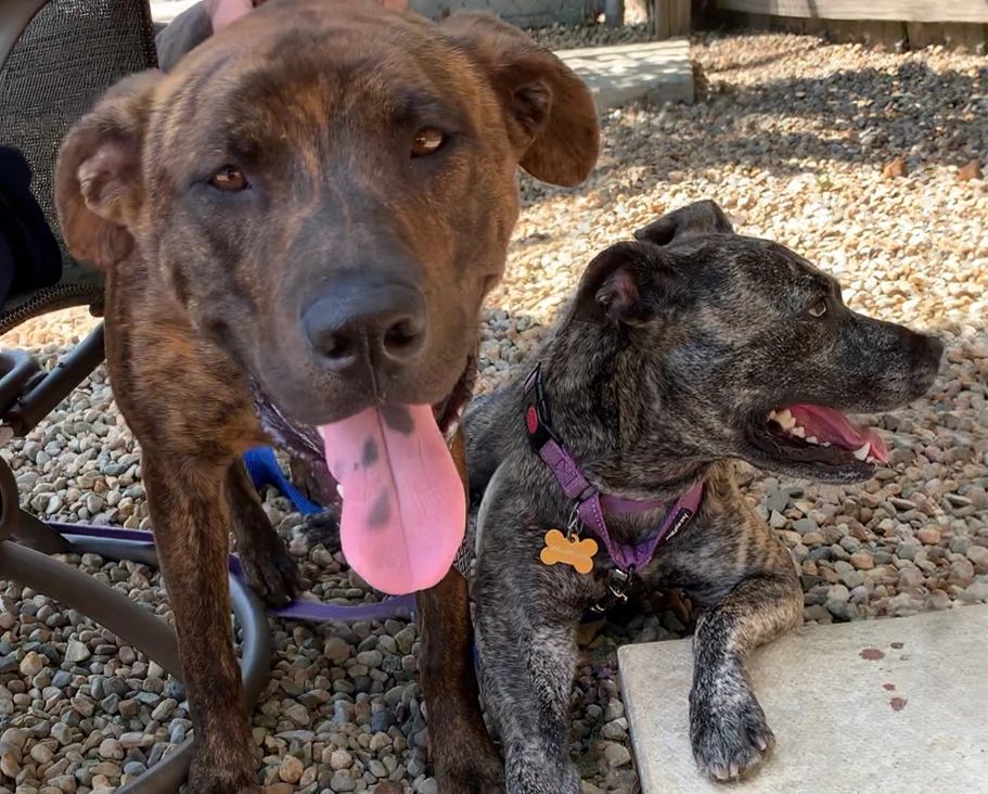 The Dynamic Dog Duo!