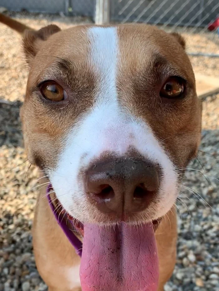 Loyal Little Tugboat!