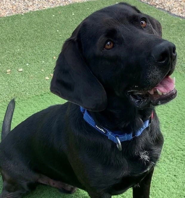 Add Some Sugar To Your Life And Adopt Marzipan!