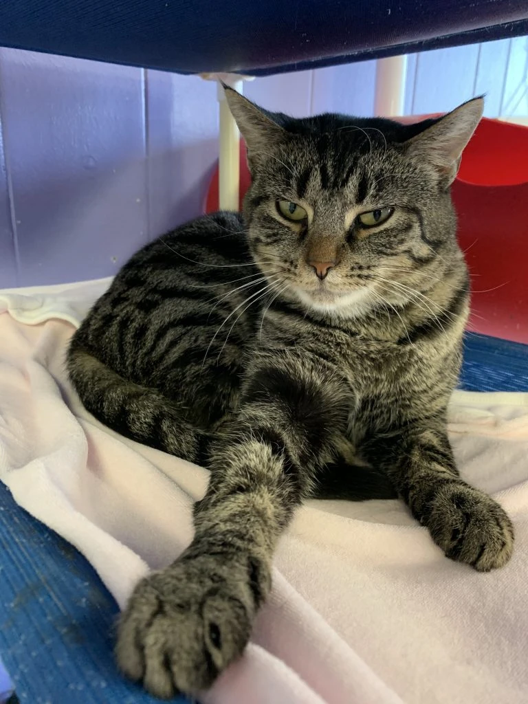 Adopt To Change A Pet's Life!