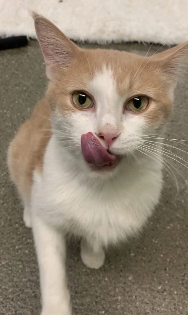 Oswald Cobblepot, The Beloved Community Cat!