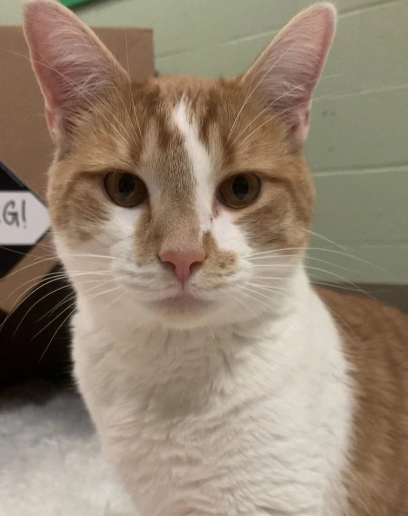 Dang, Zang Is One Good Boy!