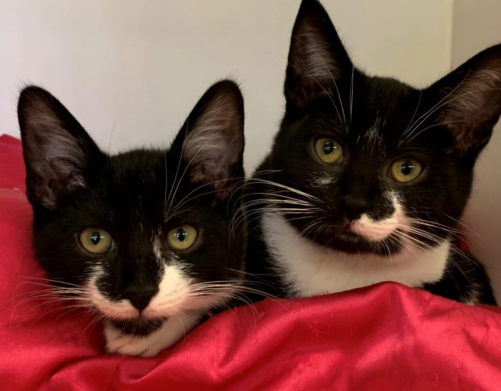 We Are Falling In Love With Kittens This November!