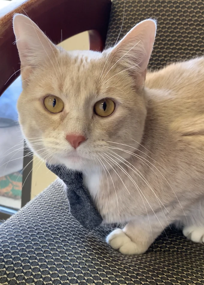 Adopt A Lifelong Comrade!