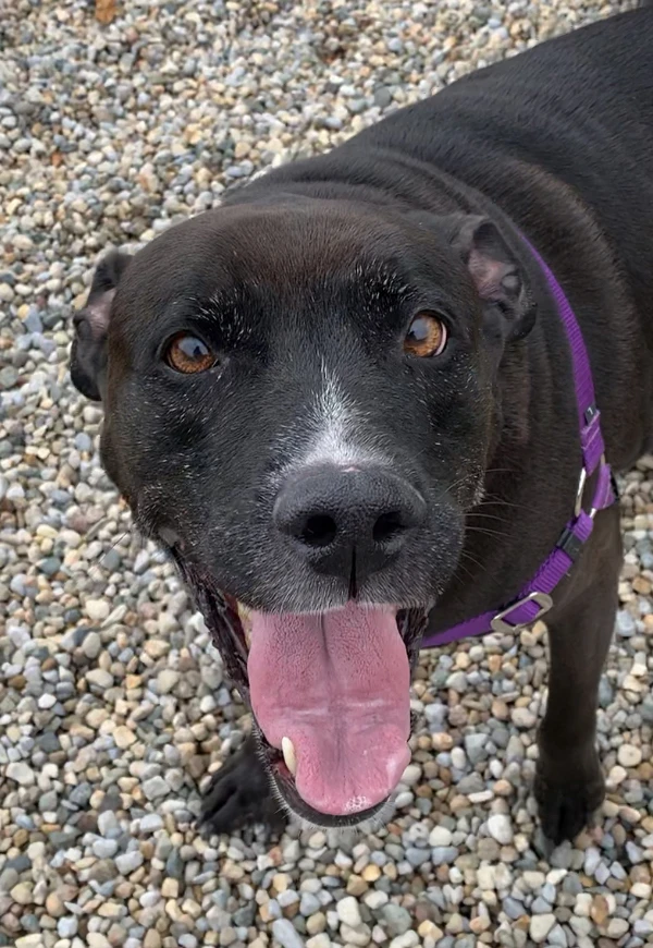 Bring Big Boy Bo Home!